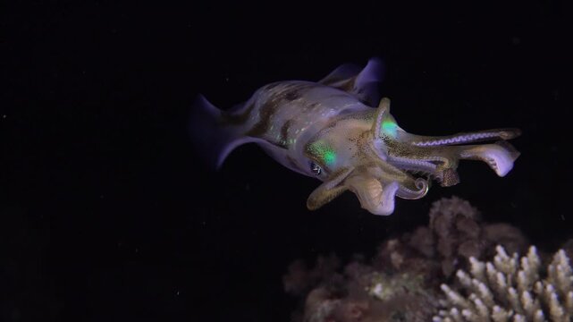 Close up of a beautiful iridescent squid with glowing chromatophores swimming over a coral reef in the dark ocean during a night dive