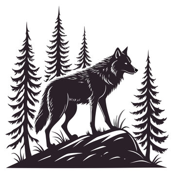 Wolf standing on rocky outcrop in pine forest silhouette with pine trees