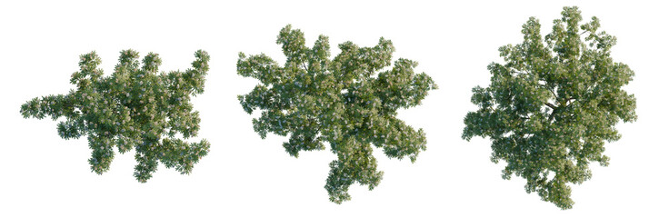 Fototapeta premium Albizia julibrissin tree plan, top view, cutout, transparent background, isolate, Detailed Lush Green Pine Tree Branch with Needles, Perfect for Seasonal or Holiday Designs