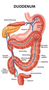 Human Duodenum Anatomy Internal Organs.