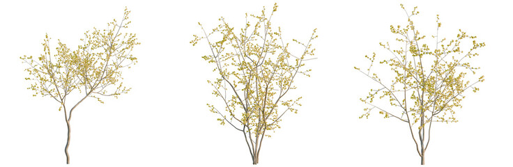Fototapeta premium Chimonanthus praecox tree, elevation, front view, cutout, transparent background, isolate, Delicate Birch Tree Branches with Detailed Bark Texture, Springtime Nature Element