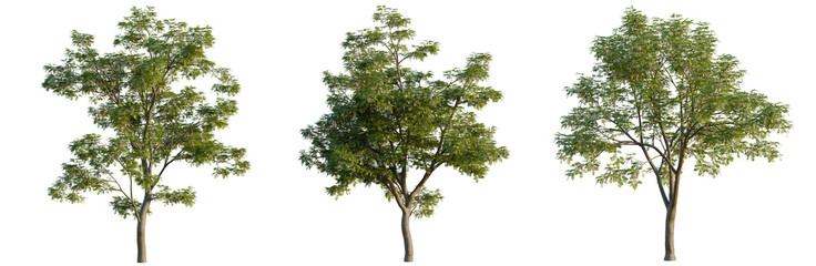 Fototapeta premium Sophora japonica tree, elevation, front view, cutout, transparent background, isolate, Majestic Oak Tree with Lush Green Foliage, Detailed Branches and Natural Texture, Nature Scene