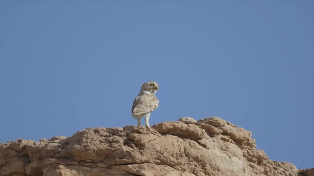 slow motion video of Little owl perches atop rugged desert rock and jumping and looking around. Clear blue sky frames its watchful gaze. Animal appears alert and solitary. Scene evokes quiet wildernes
