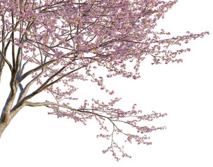 Cerasus tree, corner view, cutout, isolate, transparent background, Delicate Cherry Blossom Branch with Pink Flowers on a Stem, Spring Floral PNG © DH Tree Stock