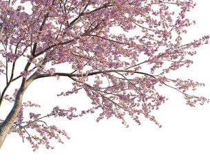 Cerasus tree, corner view, cutout, isolate, transparent background, Delicate pink cherry blossom branch with soft petals, springtime floral close-up. © DH Tree Stock