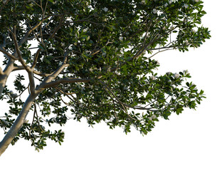 Fototapeta premium Magnolia grandiflora tree, corner view, cutout, isolate, transparent background, Close-up of lush green leaves, delicate texture, and natural beauty for a serene botanical feel.