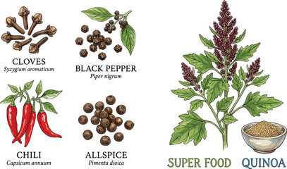 Fototapeta premium Vintage Colored Hand Drawn Spices and Superfood Quinoa Plant Vector Set with Cloves Black Pepper Chili Pepper and Allspice Isolated on White