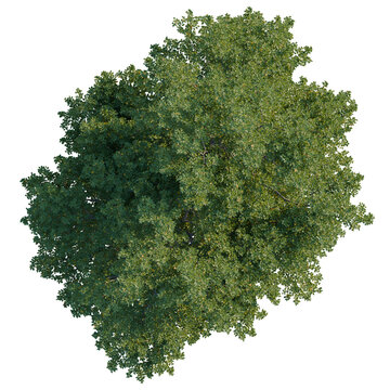 Alnus glutinosa tree plan, top view, cutout, transparent background, isolate, Aerial view of lush green forest canopy, vibrant ecosystem, nature background, aerial photography