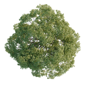 Celtis australis tree plan, top view, cutout, transparent background, isolate, Aerial view of lush green forest canopy, detailed texture, vibrant foliage, natural landscape