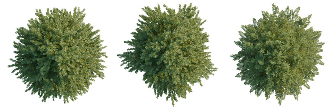 Fagus sylvatica tree plan, top view, cutout, transparent background, isolate, Detailed aerial view of lush green pine forest canopy, nature's vibrant ecosystem, aerial perspective