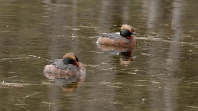 Slavonian Grebes (Podiceps auritus), also known as a Horned Grebe in North America, shown in its vibrant breeding plumage in spring, Porla, Lohja, Finland, Europe.
