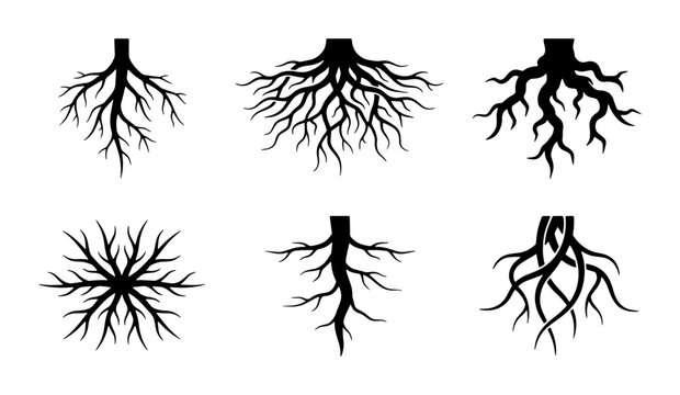 Set of six diverse black tree root system vector illustrations, organic branching patterns, natural growth, plant biology, abstract botanical elements