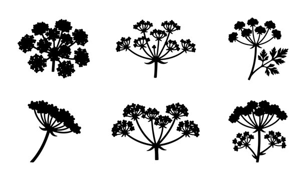 Black Silhouette Umbel Flowers Vector Set, Delicate Apiaceae Blooms, Wild Parsley Herb Illustrations, Botanical Design Elements
