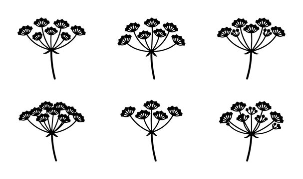 Six Black Dill Flower Umbel Vector Illustrations, Delicate Herb Sprigs, Botanical Elements for Design
