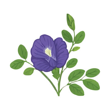 Butterfly Pea Clitoria ternatea vector illustration. Asian pigeonwings stock vector. Butterfly pea flowers illustration. Violet flower isolated on white background