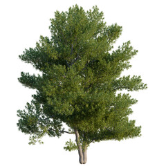 Alnus glutinosa tree, elevation, front view, cutout, transparent background, isolate, Detailed close-up of a vibrant green tree branch with delicate leaves, perfect for natural backgrounds © DH Tree Stock