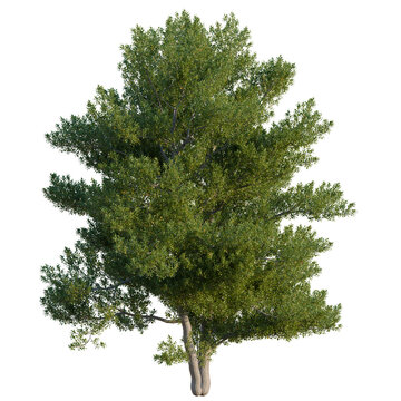 Alnus glutinosa tree, elevation, front view, cutout, transparent background, isolate, Detailed close-up of a vibrant green tree branch with delicate leaves, perfect for natural backgrounds
