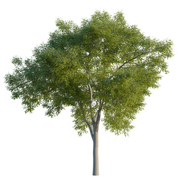 American elm tree, elevation, front view, cutout, transparent background, isolate, Detailed close-up of a green tree branch with leaves, suitable for nature background design