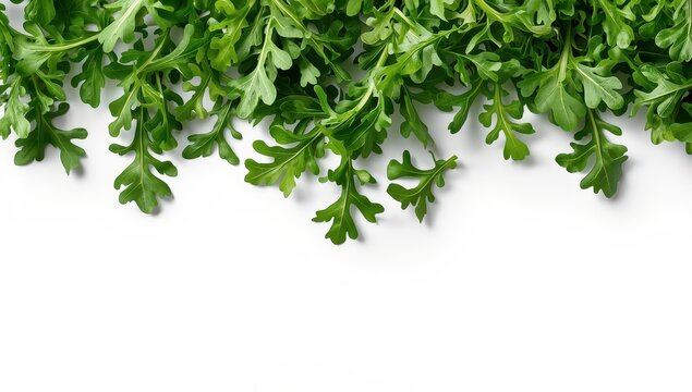 Arugula salad with rucola leaves, set against a white backdrop.