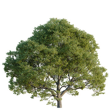 Celtis australis tree, elevation, front view, cutout, transparent background, isolate, Detailed Green Tree Branch with Leaves, Isolated on Background for Nature and Spring Design