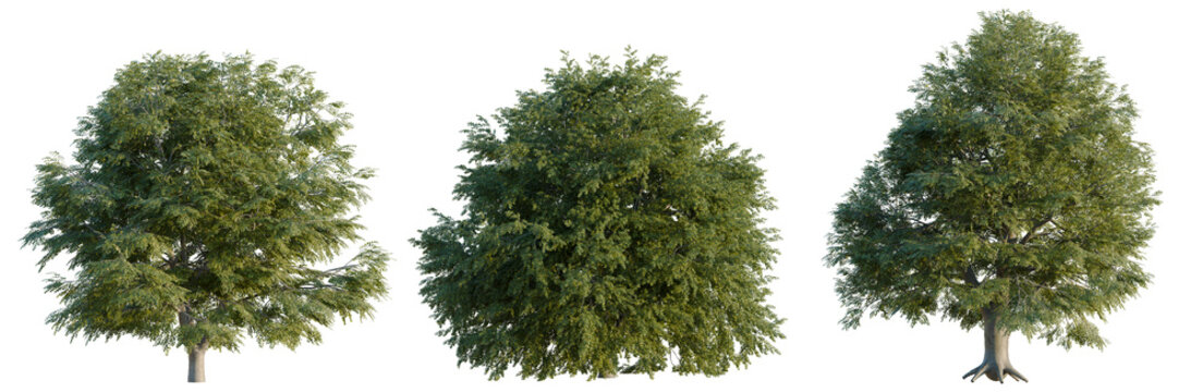 Fagus sylvatica tree, elevation, front view, cutout, transparent background, isolate, Detailed close-up of a vibrant green tree branch with lush foliage, nature's beauty