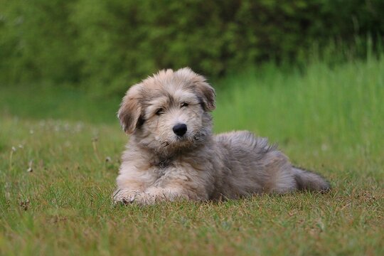 A portrait of a small brown Sheep Poodle puppy lying on the ground in the garden and looking cutely into the camera