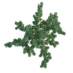 Naklejka premium Cerasus yedoensis tree plan, top view, cutout, transparent background, isolate, Lush green tree with vibrant foliage, detailed texture, natural beauty, tranquil atmosphere, peaceful scene