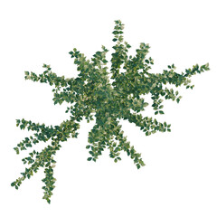 Hibiscus syriacus tree plan, top view, cutout, transparent background, isolate, Detailed close-up of a vibrant green leafy branch with delicate texture and natural lighting. © DH Tree Stock