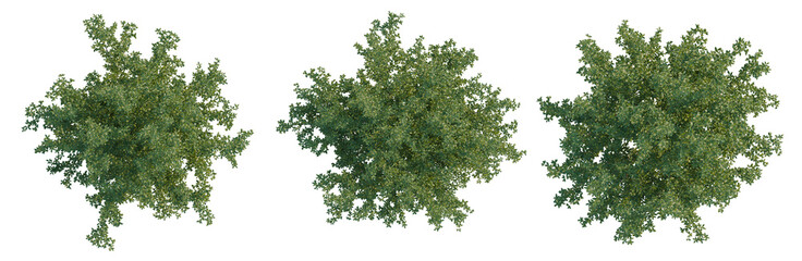 Fototapeta premium Punica granatum tree plan, top view, cutout, transparent background, isolate, Detailed view of lush green tree branches and leaves on a clear sunny day, natural beauty