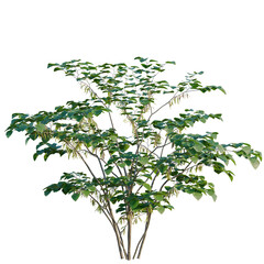 Fototapeta premium Cercis chinensis tree, elevation, front view, cutout, transparent background, isolate, Detailed Green Tree Branch with Leaves, Natural Botanical Element for Design and Decoration