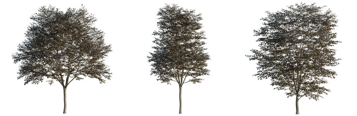 Fototapeta premium Prunus Cerasifera tree, elevation, front view, cutout, transparent background, isolate, Detailed close-up of a vibrant green tree branch with lush foliage, high resolution image