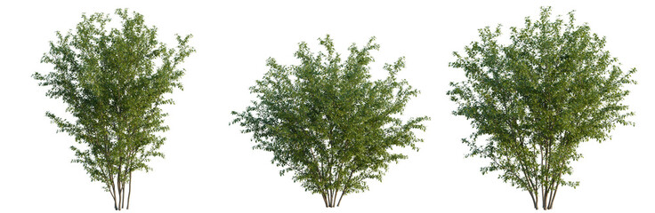 Fototapeta premium Punica granatum tree, elevation, front view, cutout, transparent background, isolate, Detailed view of lush green tree branches and leaves on a clear sunny day, natural beauty