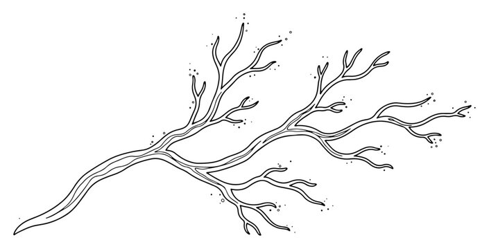 Branching organic structure resembling tree limbs or coral in minimalist line art style
