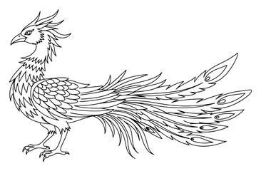 Fototapeta premium Phoenix bird with elaborate tail feathers in detailed line art style