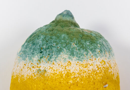 A lemon covered in blue-green mold surrounded by a white band of active mycelium characteristic of citrus mold caused by fungi such as Penicillium. Natural decomposition