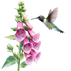 Foxglove With A Hummingbird Hovering Nearby, vector watercolor, isolated on a white background. © Vendrix