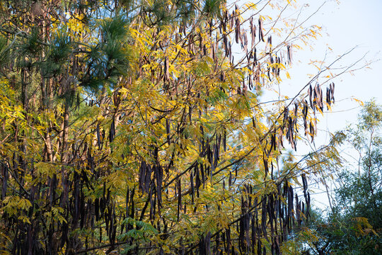 Honey locust tree turning yellow in autumn