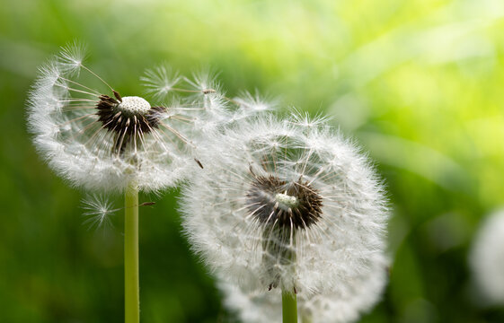 A close-up of wilted dandelions in a meadow in the spring. The sun is shining from behind.