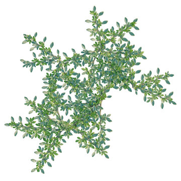 Aizoon canariense tree plan, top view, cutout, transparent background, isolate, Close-up of lush green foliage, detailed texture, natural beauty, vibrant colors, nature's elegance.