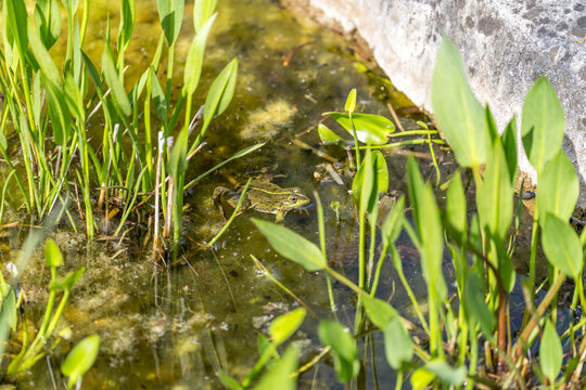 Frosch im Teich mit Kaulquappen