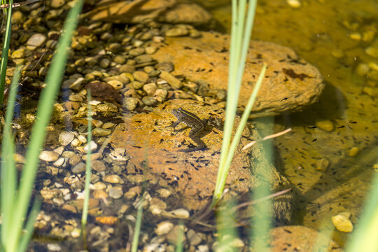 Frosch im Teich mit Kaulquappen
