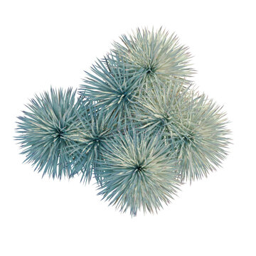 Yucca rostrata tree plan, top view, cutout, transparent background, isolate, Abstract Blue Fractal Pattern, Intricate Digital Art Design, Geometric Background, Seamless Texture