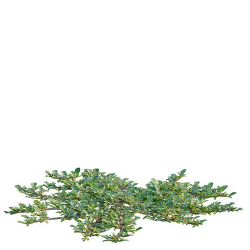 Aizoon canariense tree, elevation, front view, cutout, transparent background, isolate, Detailed close-up view of vibrant green foliage texture, detailed plant leaf surface, nature