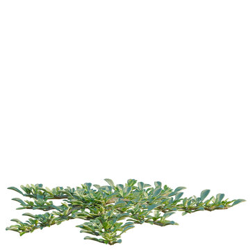 Aizoon canariense tree, elevation, front view, cutout, transparent background, isolate, Close-up of a vibrant green succulent plant with delicate leaves and detailed texture.
