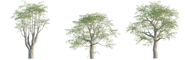 Fototapeta premium Moringa drouhardii tree, elevation, front view, cutout, transparent background, isolate, Delicate Fern Leaves Branch Close-Up, Detailed Texture, Nature Pattern, Macro Photography, Botanical Elements