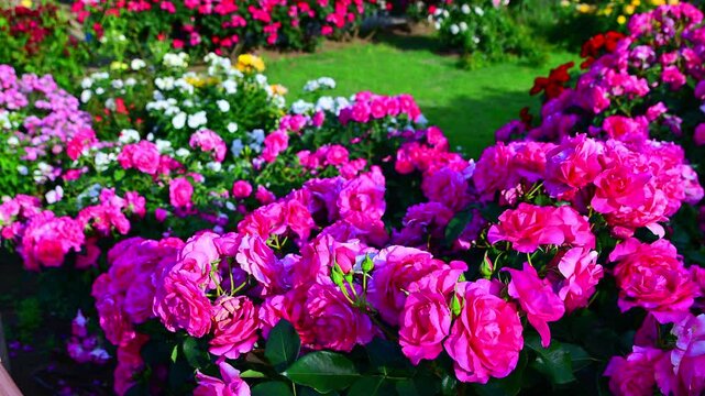 満開に咲いている薔薇の園