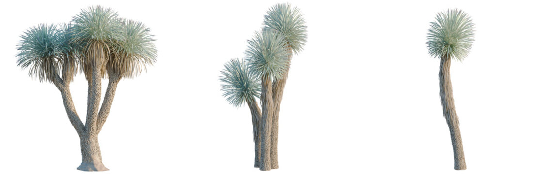 Yucca rostrata tree, elevation, front view, cutout, transparent background, isolate, Close-up of delicate blue thistle flower with soft focus background, ideal for botanical art