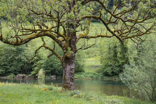 arbre au printemps au bord du doubs en Suisse