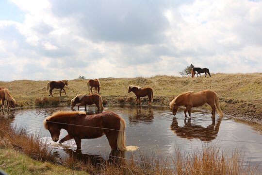 A close-up of a herd of Icelandic horses standing at a water source and drinking together