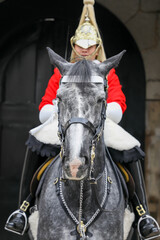 Fototapeta premium Horse and rider on parade, London